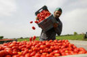 Dal sommerso al tipico: la parabola degli extracomunitari in agricoltura