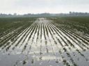 Maltempo, Lombardia: dopo giorni sotto l'acqua campi ''annegati'' e rischio di risemina