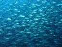 Big Blu, nasce Sistema Mare. E i pescatori ne escono vincitori