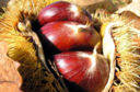 Dop per il Marrone di Caprese Michelangelo