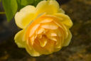Lo spettacolo delle Rose in Franciacorta