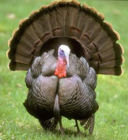 Consumi: Thanksgiving con tacchino per 20mila americani in Italia