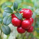 Il mirtillo rosso