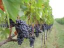 Dizionario dei vitigni: il Sangiovese