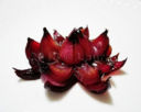 Fiori di cipolla
