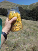 Olio di iperico. La ricetta del lunedì.