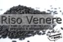 Il riso venere - perché è nero?