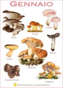 Il calendario dei funghi commestibili più comuni in Italia