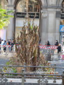 Come stanno i banani di Piazza Duomo a Milano?