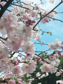 Hanami e Takoyaki a Roma, la  ricetta del lunedì.