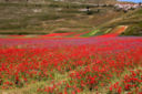 CASTELLUCCIO DI NORCIA FIORITURA 2016