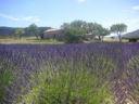 PROVENZA: tra paesaggi e colori di Primavera