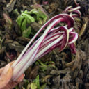 Il magico fiore d'inverno #gustaladifferenza #dopigp radicchio diTreviso IGP