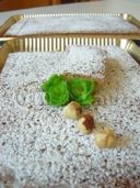 Torta dolce di zucchine