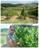 L'invaiatura del Sangiovese a Villa Petriolo