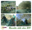 La raccolta delle olive 2011  Villa Petriolo