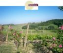 GF della vita: la spollonatura del Sangiovese nel vigneto delle rose a Villa Petriolo