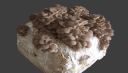 Balle di funghi cardoncelli