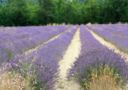 Al gusto di lavanda: un’anteprima