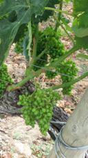 Camera con vista sulle vigne