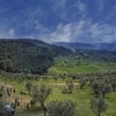 Ulivo Day e Giornata dell'Olio Nuovo in Toscana