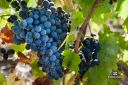 50 milioni di bottiglie al Consorzio vini doc Sicilia