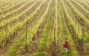 Cantine aperte insieme in Friuli Venezia Giulia