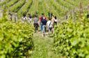 Il turismo della ripartenza. Con un calice a spasso per la vigna