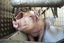 UK: troppi maiali e troppi pochi lavoratori, 100.000 capi verranno soppressi