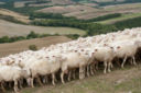 Virus blue tongue contagia 5.000 pecore in Sardegna