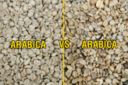 Caffè: le differenze tra arabica e robusta (contro la robustofobia)