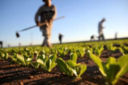 Agricoltura: il Parlamento Europeo chiede taglio dei pesticidi e reddito equo