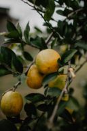 Limoni: le 11 varietà italiane da conoscere