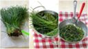 Agretti: 6 errori da non fare