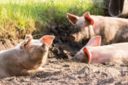 Regno Unito, 70mila maiali a rischio abbattimento: non c’è chi li macella
