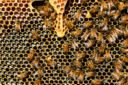 Miele: la produzione italiana crolla del 25%, perso 1 vaso su 4