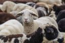 Sardegna: salgono a 585 i focolai di Blue Tongue, morti 900 ovini