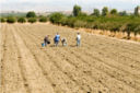 Dai campi al supermercato: cosa sappiamo delle “Filiere” agricole?