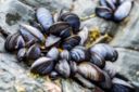 Le cozze: allevamento e consigli per consumare questo mollusco