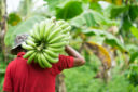 Pesticidi nelle banane: quali sono i rischi per il consumatore?