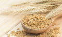 Orzo: caratteristiche e ricerche su un cereale da valorizzare