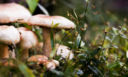 Raccogliere i funghi: cosa prevede la normativa e cosa bisogna sapere per un consumo sicuro