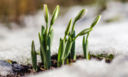 Semine di marzo: come preparare orto e giardino alla primavera
