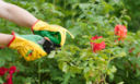 Rose eduli: tutti i consigli per coltivarle in giardino e usarle in cucina