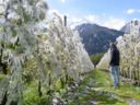 Primavera in Val Venosta