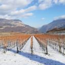 Vinifera Forum i vini artigianali alpini protagonisti a Trento