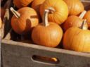 Cucinare la zucca: gli ortaggi autunnali